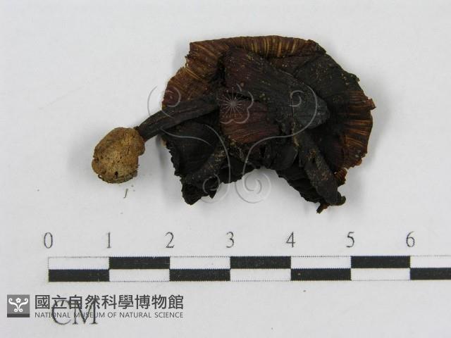 登錄號:F0004785藏品圖，第3張