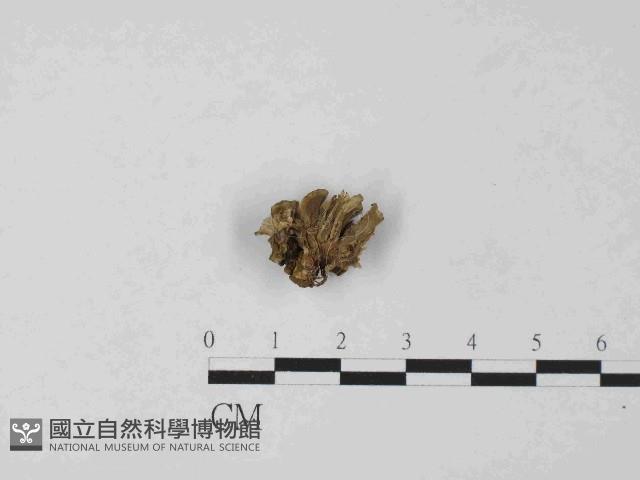 革菌屬藏品圖，第3張