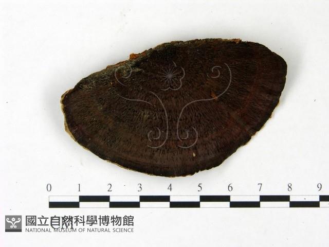 登錄號:F0022785藏品圖，第3張