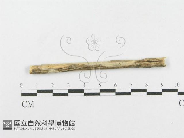 登錄號:F0012785藏品圖，第3張