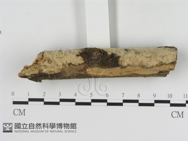 絲齒菌屬藏品圖，第3張