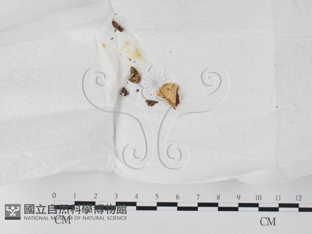 登錄號:F0009785藏品圖，第3張