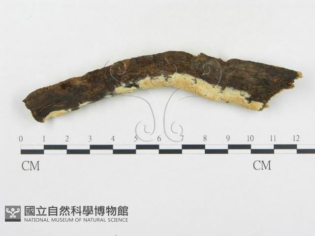 登錄號:F0019785藏品圖，第1張