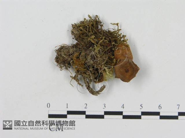 登錄號:F0003785藏品圖，第3張
