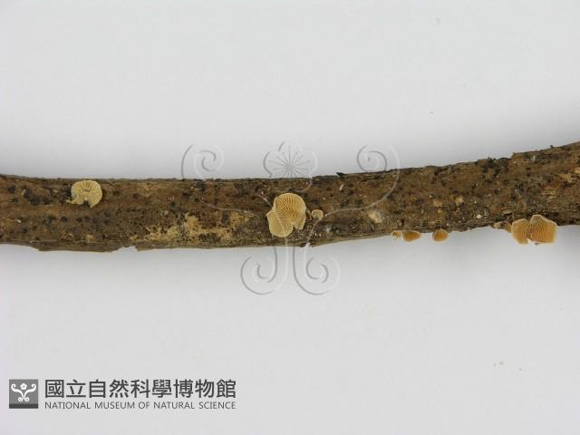 登錄號:F0008585藏品圖，第3張