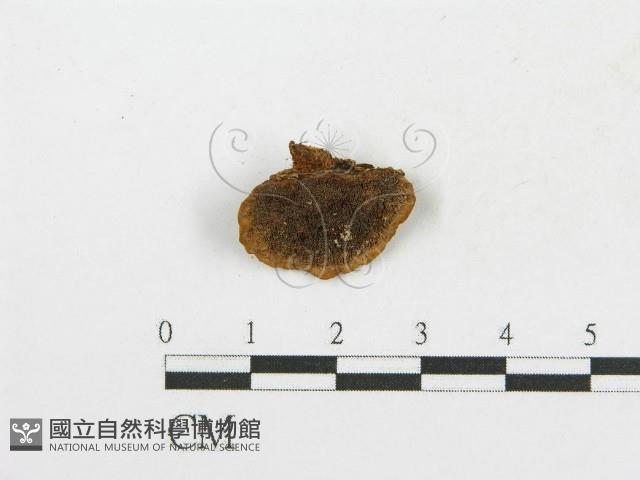 木層孔菌屬藏品圖，第3張