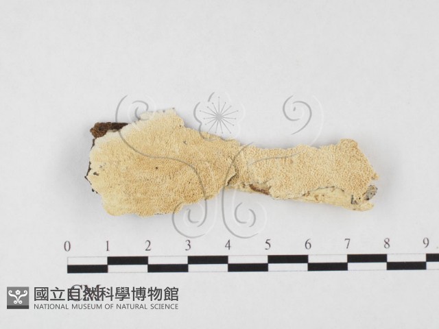 耙菌屬藏品圖，第3張