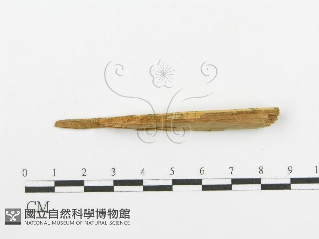 登錄號:F0016585藏品圖，第3張