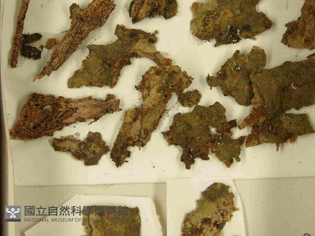 登錄號:F0021585藏品圖，第3張