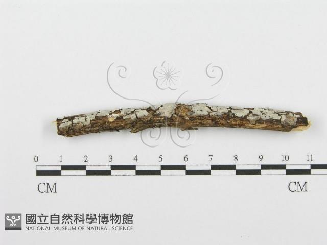 登錄號:F0001585藏品圖，第1張