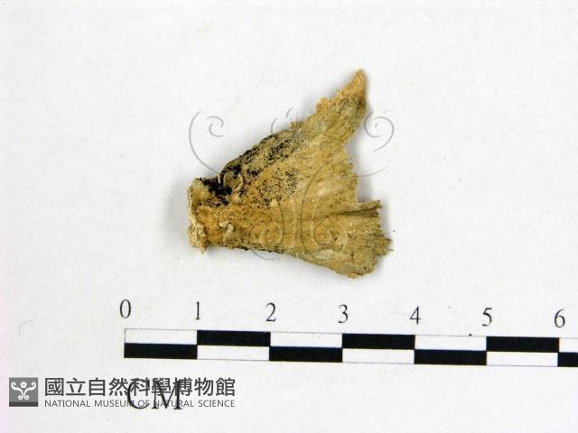 登錄號:F0011585藏品圖，第3張