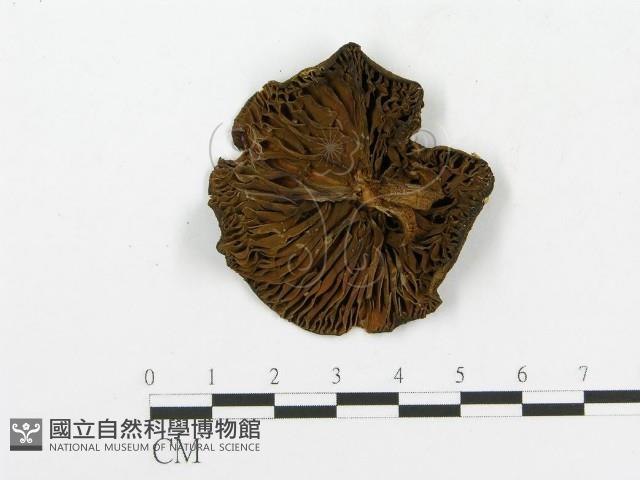 登錄號:F0014585藏品圖，第3張