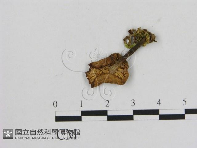 小菇屬藏品圖，第3張