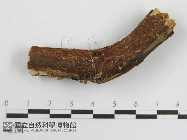 登錄號:F0007585藏品圖，第3張