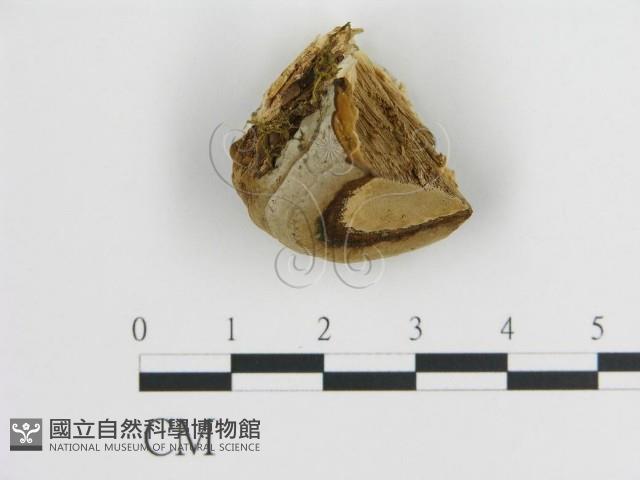 登錄號:F0017585藏品圖，第1張