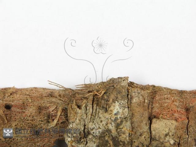 登錄號:F0005585藏品圖，第3張