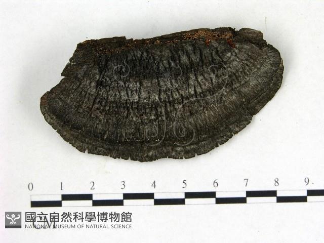 登錄號:F0009585藏品圖，第3張