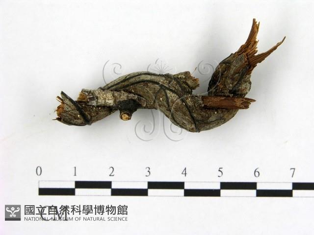 登錄號:F0019585藏品圖，第3張