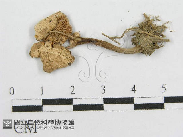 登錄號:F0003585藏品圖，第3張