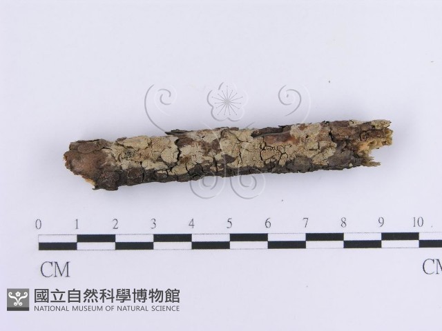 登錄號:F0013585藏品圖，第3張