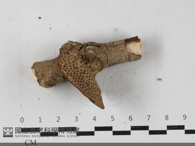 登錄號:F0033585藏品圖，第3張