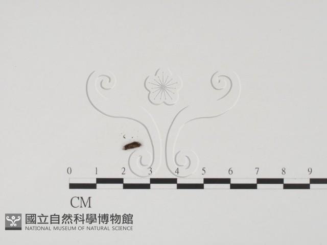登錄號:F0020185藏品圖，第3張