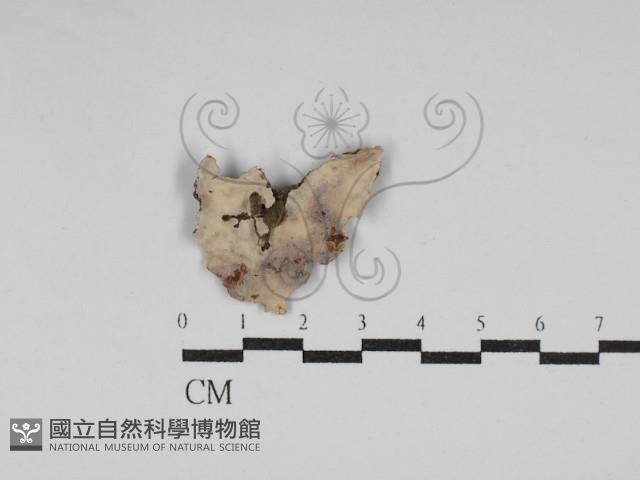登錄號:F0030185藏品圖，第3張