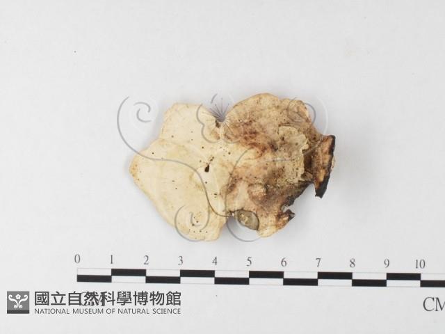 登錄號:F0026185藏品圖，第1張