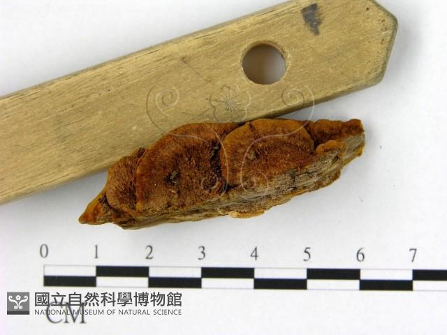 登錄號:F0006185藏品圖，第3張