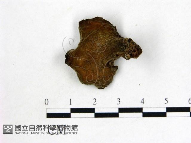 皺木耳藏品圖，第3張