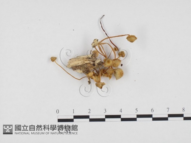 登錄號:F0024185藏品圖，第3張