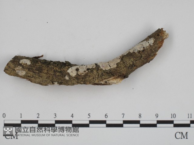 登錄號:F0004185藏品圖，第3張