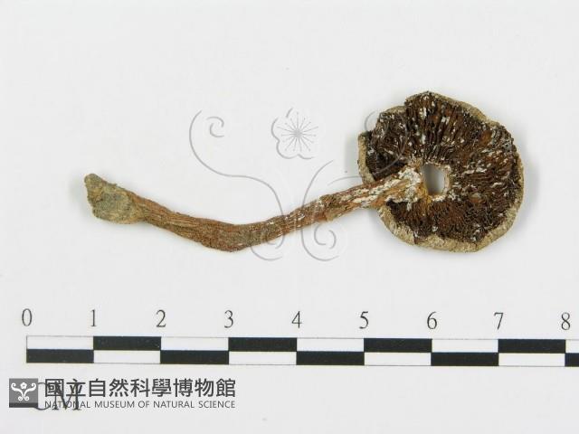 蘑菇藏品圖，第3張