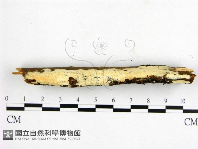 登錄號:F0022185藏品圖，第3張