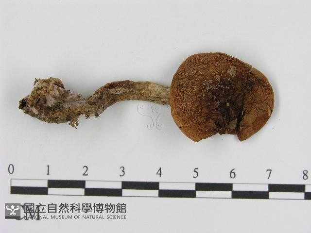 登錄號:F0017185藏品圖，第3張
