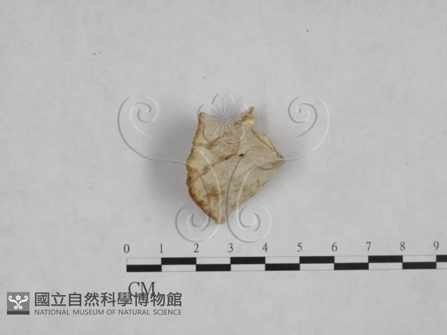 多年臥孔菌屬藏品圖，第3張