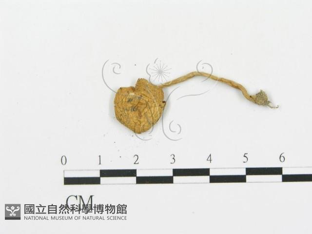 登錄號:F0005185藏品圖，第3張