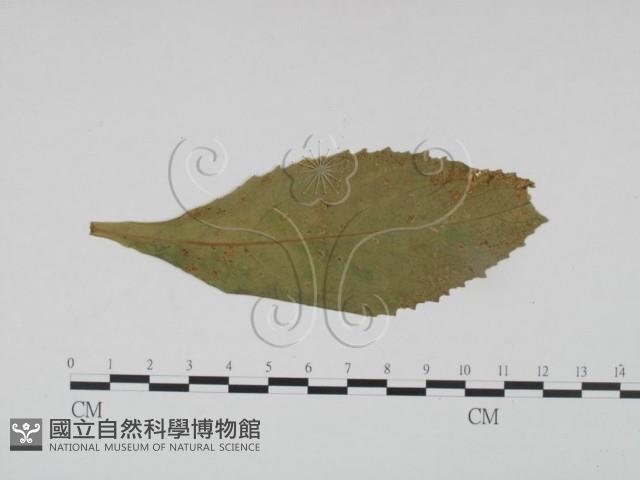 登錄號:F0019185藏品圖，第3張