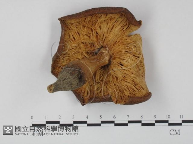 登錄號:F0013185藏品圖，第3張