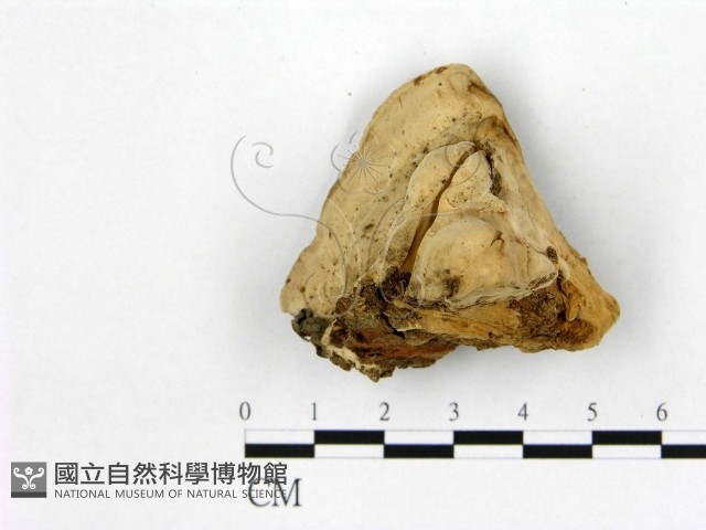 登錄號:F0008085藏品圖，第3張