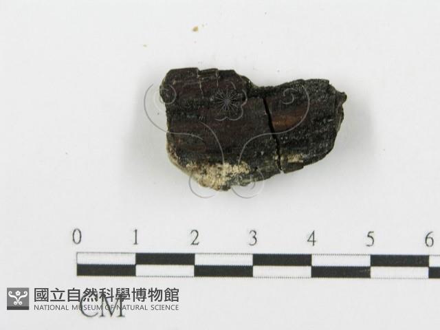 登錄號:F0006085藏品圖，第3張