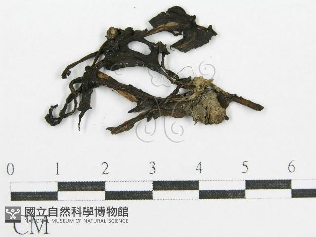 鬼傘屬藏品圖，第3張