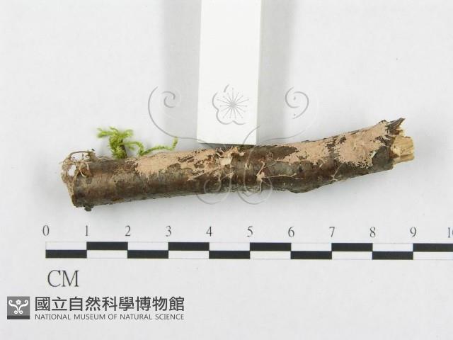 登錄號:F0012085藏品圖，第3張