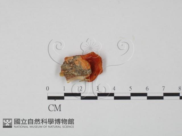 血紅密孔菌藏品圖，第3張