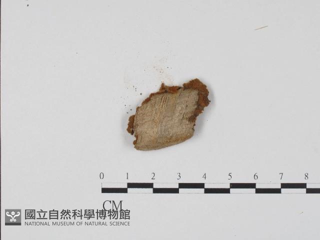 登錄號:F0017085藏品圖，第3張