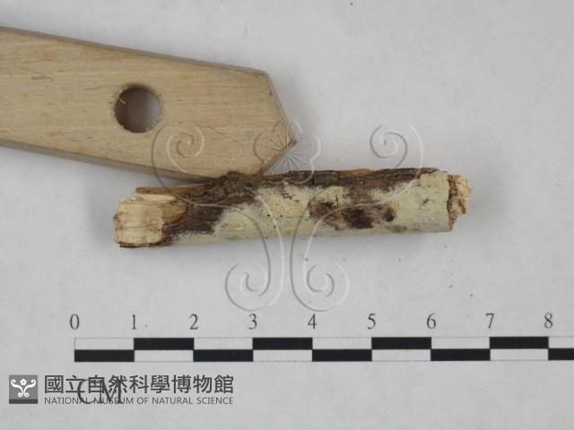 Accession Number:F0025085 Collection Image, Figure 3, Total 3 Figures