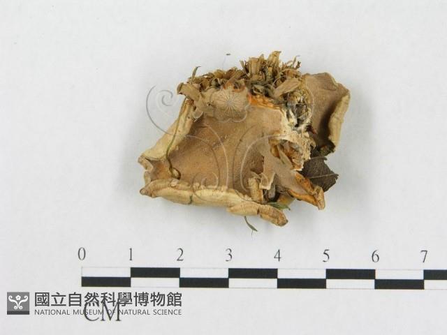 登錄號:F0015085藏品圖，第3張