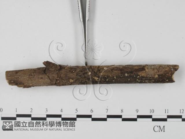 登錄號:F0003085藏品圖，第3張