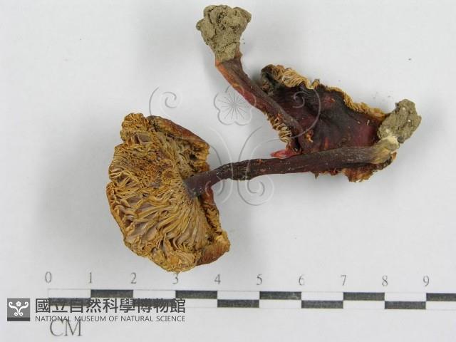 紅菇屬藏品圖，第3張