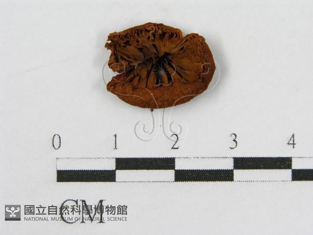 登錄號:F0008385藏品圖，第3張